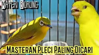 Masteran Pleci Paling Dicari dan Sangat Bermanfaat
