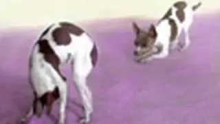 Amazing Dog Tricks