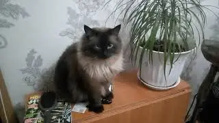 кот кушает цветок
