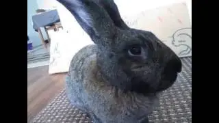 Samantha playing in the living room!