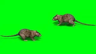 Rat Green Screen | Green Sreen Mice | Green Screen Mouse | Green BackGround Screen (No Copyright)