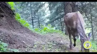 Маралы попали в фотоловушки, установленные на территории Алматинского заповедника