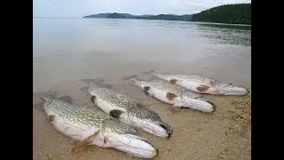 Тонна щук.Мечта рыбака.