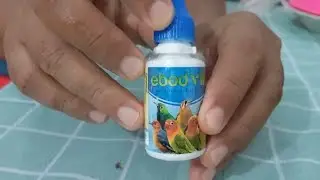 Review & Tutorial on How to Use Ebod-Vit Bird Vitamins