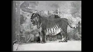Animals from history episode 3 :the Bali tiger
