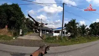 🔴 Harris Hawk (HH) / Jumpa belibis (24/3/22)
