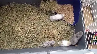 Karzełki Teddy z Miotu G - Teddy Bunny