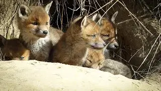 Babyfoxes bonus scenes....Supercute.!!!