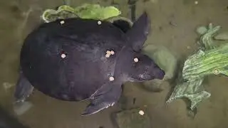 the most amazing turtle!