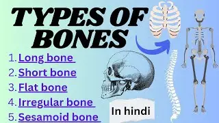 Types of Human Bones | Classification of Human Bones | Long Bone | Short Bone | Flat Bone | Numbers
