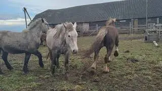 Разъярённый жеребец выскочил в табун