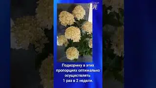 Гортензия #гортензия #гортензии #цветы #сад #дача #огород #здоровье #любовь #рецепты #косметика