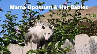 Mama Opossum and Her Babies