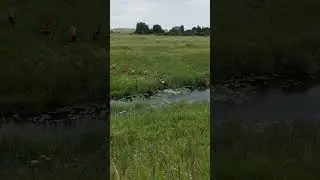 Golden Ring Ultra Trail 10км