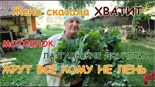 Латгальские джунгли.Мотоблок МТЗ-09Н.Ветки для коз.Дубовые веники.