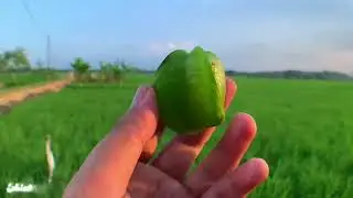 REVIEW BUAH BINTANG DISAWAH MALAH DAPATNYA SENJA YANG INDAH
