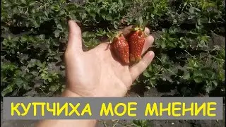 Земклуника🍓 Купчиха