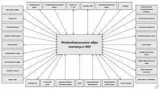 11.9 Подробное разъяснение. Медиодорсальное ядро таламуса