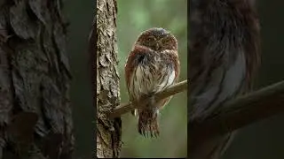 Owl In Nature Background Video 🐓