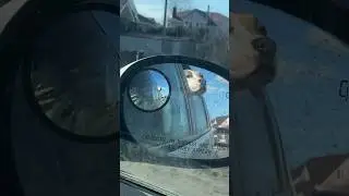 Почему собака всегда с нами #shortvideo #собака #staff #юмор #стаффорд #pitbull #стафф
