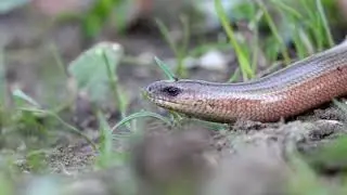 Plazia sa Slovenskom - 5. diel slepúch lámavý - Anguis fragilis