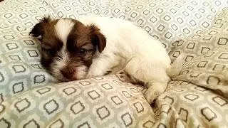 Zeus the Chocolate Havanese Puppy
