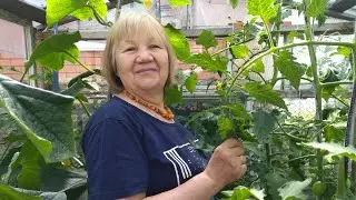 ОБЗОР ТОМАТНОЙ ТЕПЛИЦЫ В ТЕНИ. ЛИДЕРЫ ИЗ ДЕ БАРАО