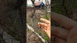 Весенняя обработка сада # 2! Исчезнут вредители из вашего сада!