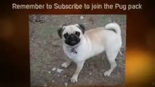 TheGoldenPugs outro video