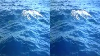 20110106 Gran Canaria Puerto Rico Dolphins 3D