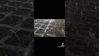 27 січня 2024 р.