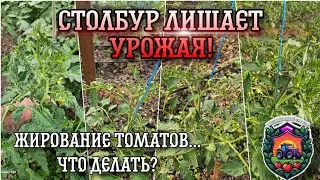 Столбур лишает урожая | Как победить ЖИРОВАНИЕ
