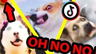 oh no oh no oh no no no TikTok meme with Pets Only | TikTok Compilation Part 4