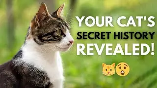 From Wild Hunters to Couch Royals The Untold Story of Cats!