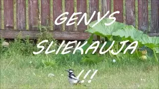 PIRMĄ KART MATAU - GENYS SLIEKAUJA PIEVELĖJ, O NE MEDĮ KALA - STARt