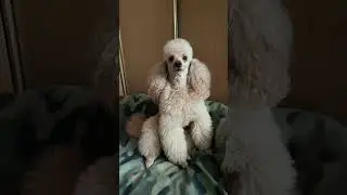 Милый мой кудряшка 😀 