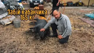 Забій Кабанчика 165 кг⚡️Колій Андрій Ч.1