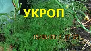 Укроп. Как вырастить укроп.Огород Баварский.
