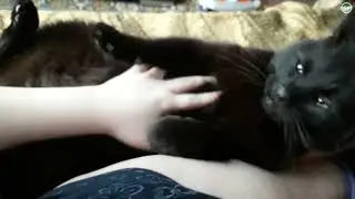 Кот  лежит на спине  Гладим животик