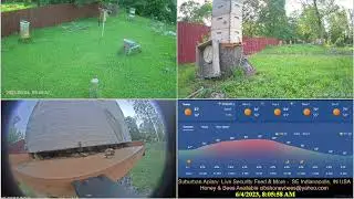 23/6/3 Suburban Back Yard Bee Hive Security Feed & More- Indianapolis, IN