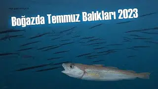 July Fish in the Bosphorus! 2023 Istanbul