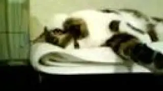 Embarrassed sleeping cat wakes from dream