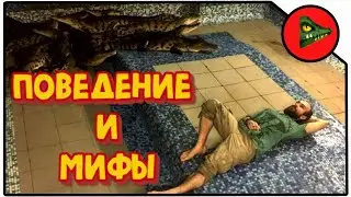 ПОВЕДЕНИЕ КРОКОДИЛОВ И МИФЫ О НИХ! Лекция для российского биологического общества!