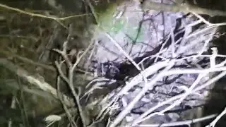 Охота на бобра петлями
