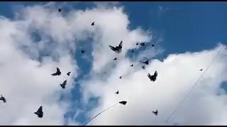 БЕРЕЗНЕГОВАТОВСКИЕ  ГОЛУБИ В ОЧЕНЬ СИЛЬНЫЙ ВЕТЕР.