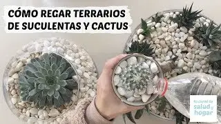 Cómo regar terrario de suculentas y cactus