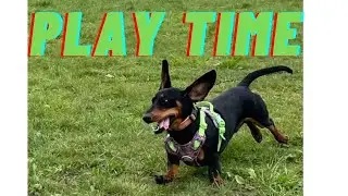 Miniature Dachshund and Child Play Time *Puppy and Child Play Time