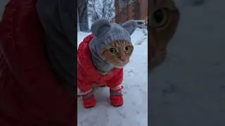 ❤️Кот Артём❤️