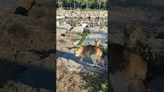 ПОМІЧАЙ ВСЕ, ЩО ТЕБЕ ОТОЧУЄ #кот #котики #cat #travel #live #summer