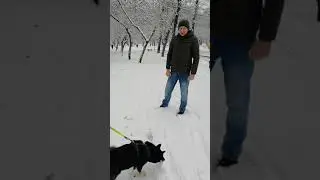 #Сиба